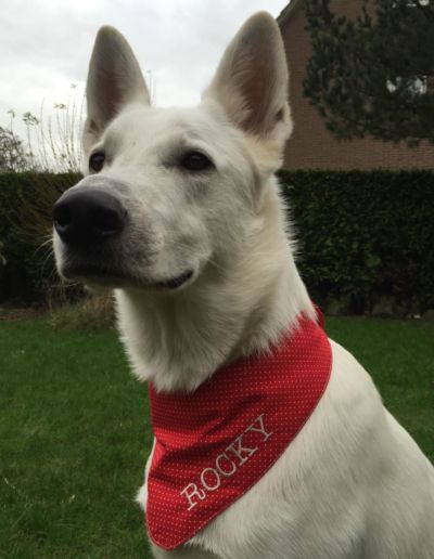 Hundehalstuch - weißer Schäferhund mit rotem Halstuch und Stickerei "Rocky"
